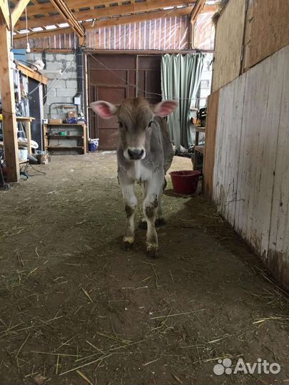 Сотрудник на ферму