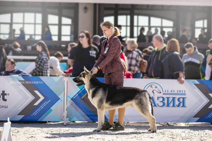 Профессиональный хендлер. Грумер