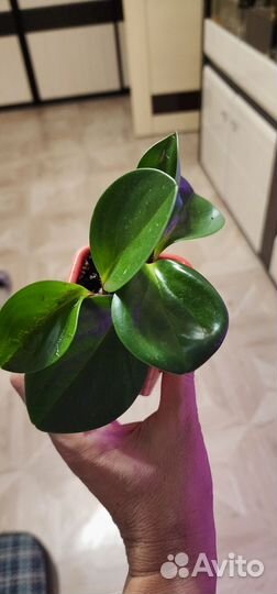 Фикус и Пеперомия туполистная