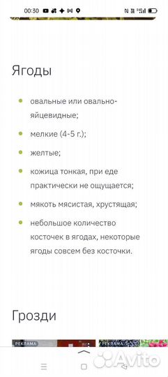 Виноград сорт Алешенькин.Укорененные черенки