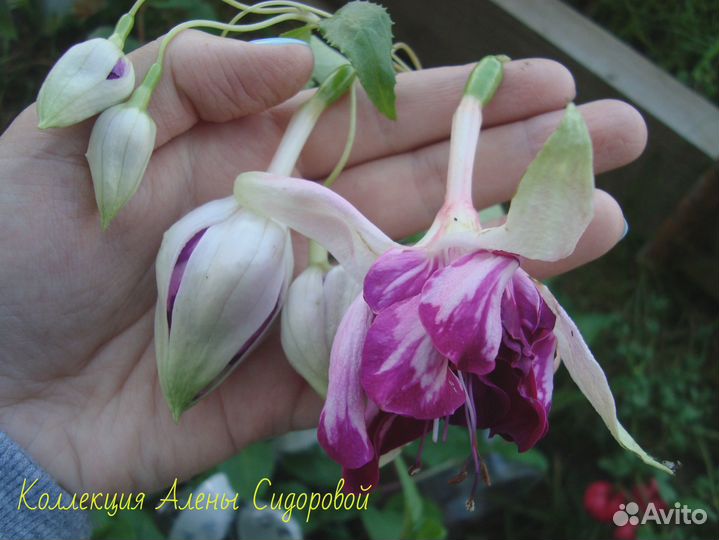 Сортовые Фуксии