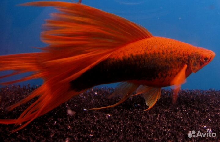 Меченосец кубинский, берлинский