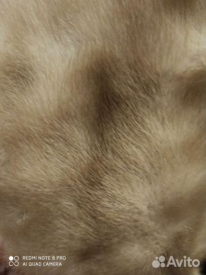 Новый воротник норка