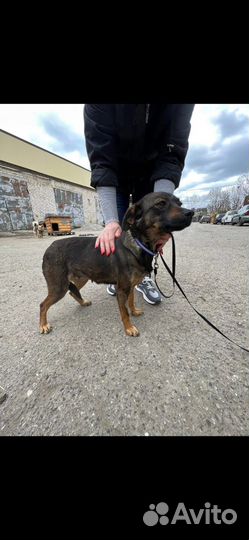 Олененок маленькая собачка выпуск на улицу