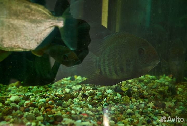 Северум, Данио малабарские и 2 метинниса по 12 -13