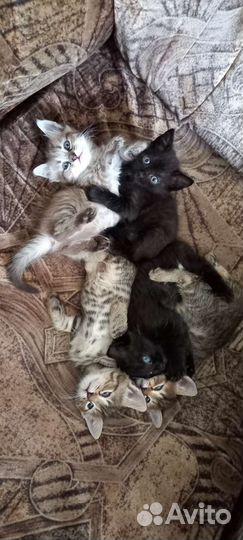 Кошка в дар бесплатно