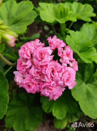 Герань пеларгония 'Античная роза'