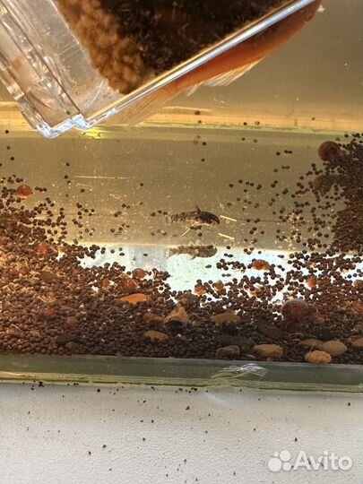 Сом коридорас крапчатый