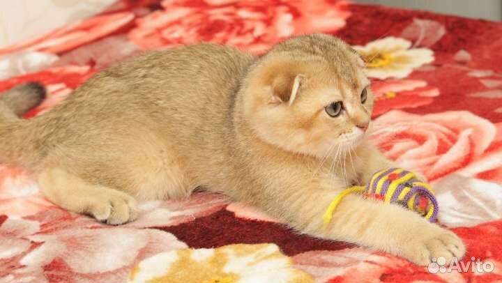 Клубный Шотландский котик