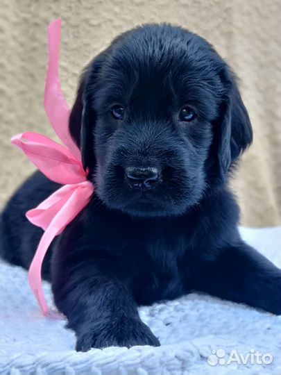 Прямошерстный ретривер