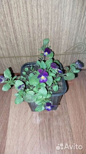 Анютины глазки рассада