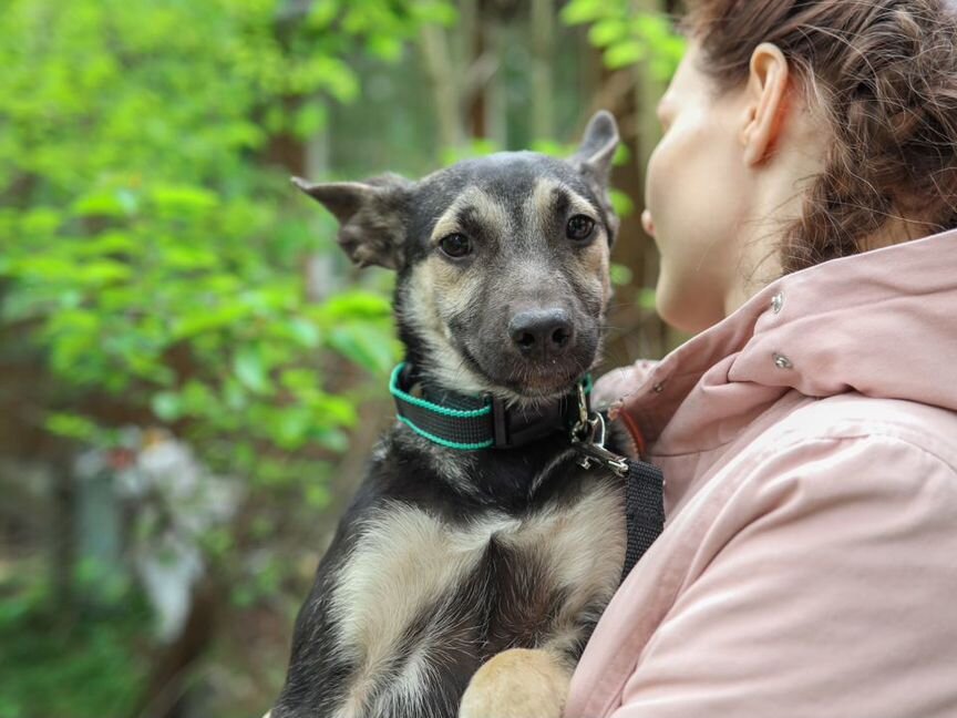 Щенок 4 месяца Лео