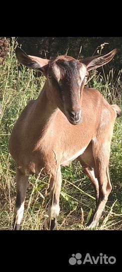 Коза альпо- нубийская