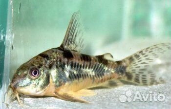 Рыбки, сомики