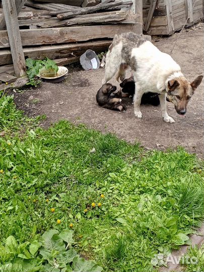 Щенки бесплатно