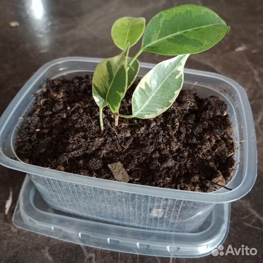 Фикус бенджамина отросток