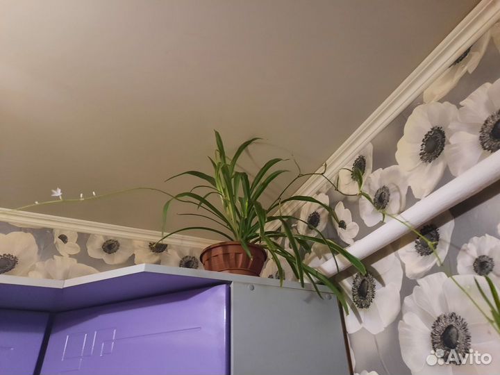 Хлорофитум без горшка