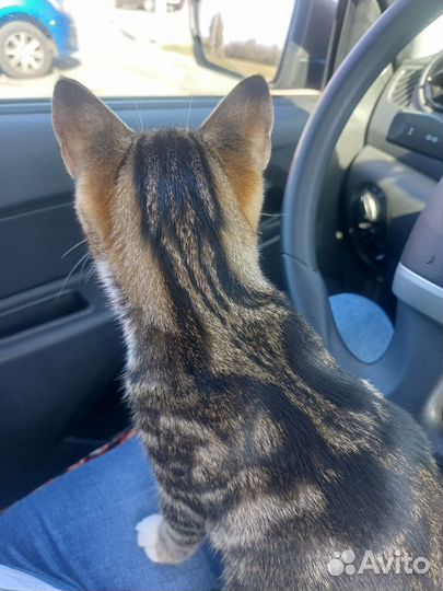 Котята ручные