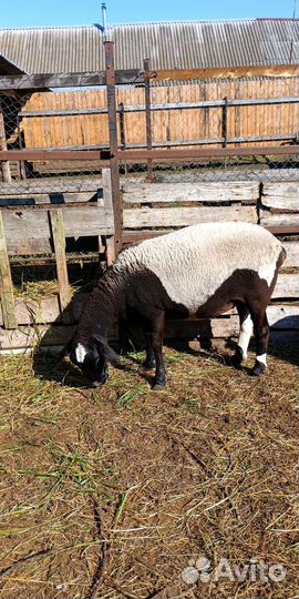 Дорпер ярки, баран, овцематка