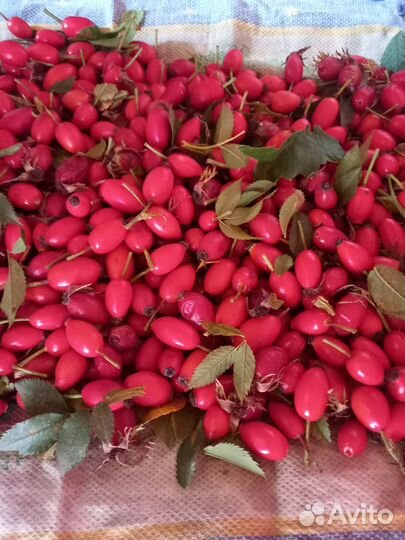 Шиповник сушеный и свежий