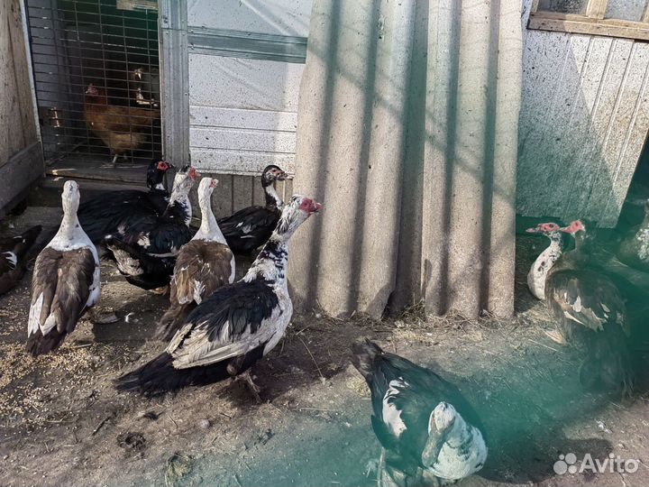 Индоутки селезни