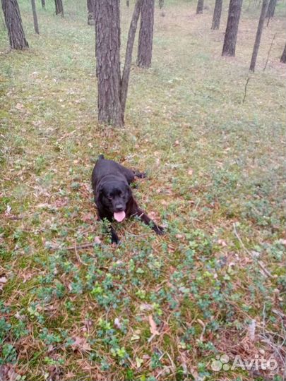 Лабрадор ждёт подружку в гости вязка