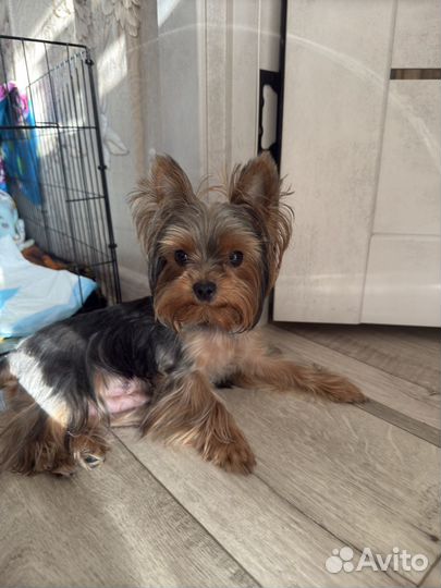 Йоркширский терьер девочка и мальчик