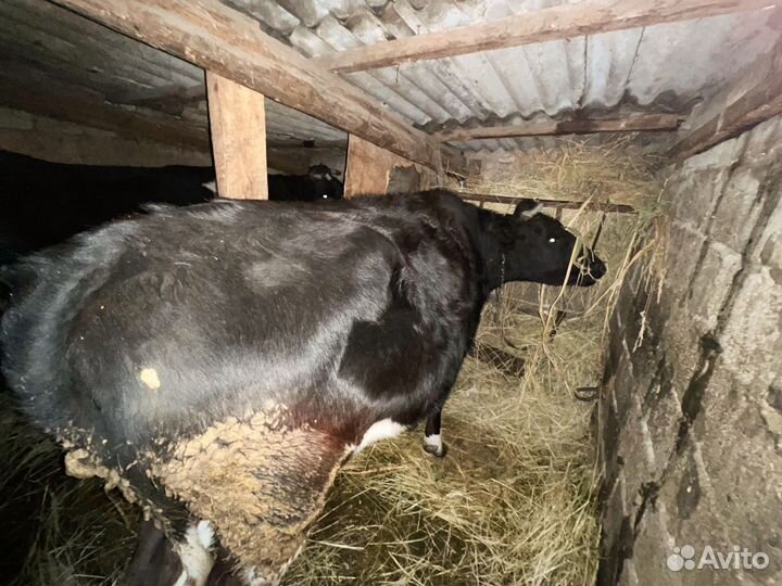 Продам телку