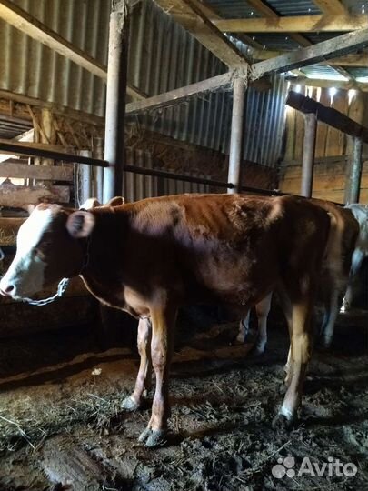 Бычок и 2 телки (6мес)