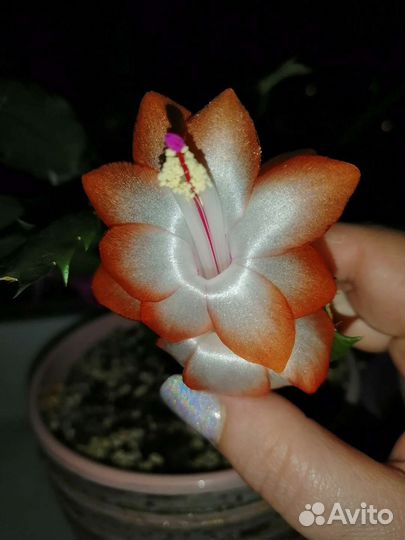 Декабрист шлюмбергера сортовые