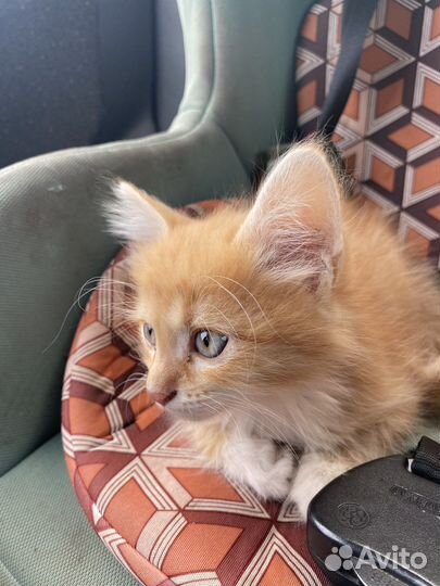 Кошки в добрые руки бесплатно