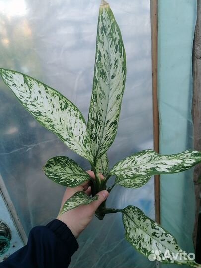 Диффенбахии Везувий и Аврора (Индонезия)