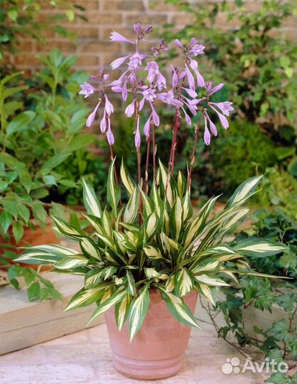 Хоста Cherry berry