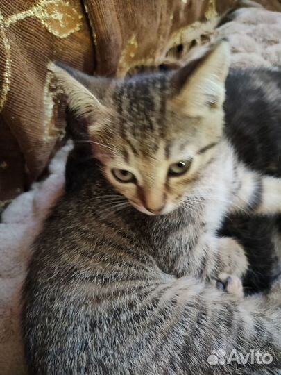 Кошки