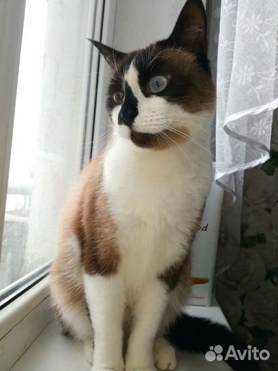 Фреда ищет дом