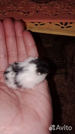 Джунгарики. крыски морская свинка белочка дегу