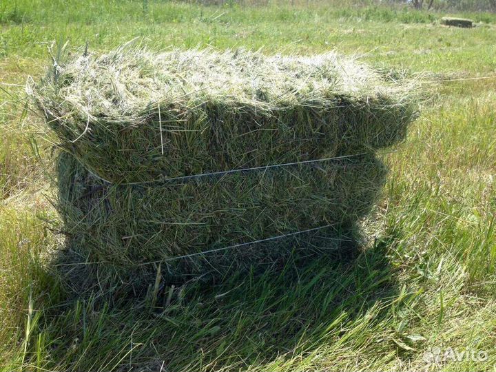 Сено в тюках