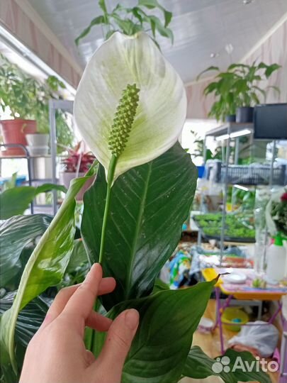 Продам Спатифиллиум