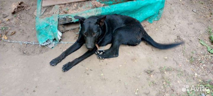 Собачка ищет дом