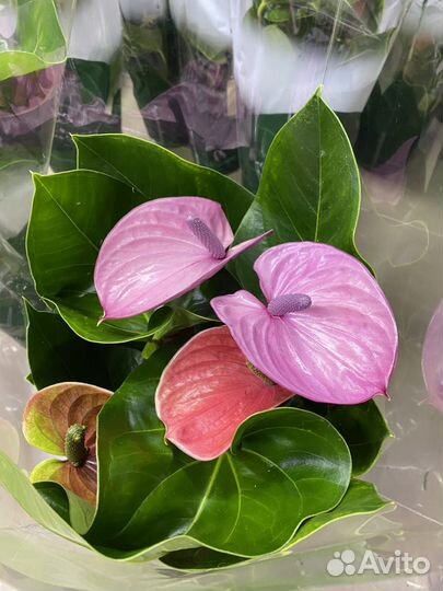 Антуриум лили