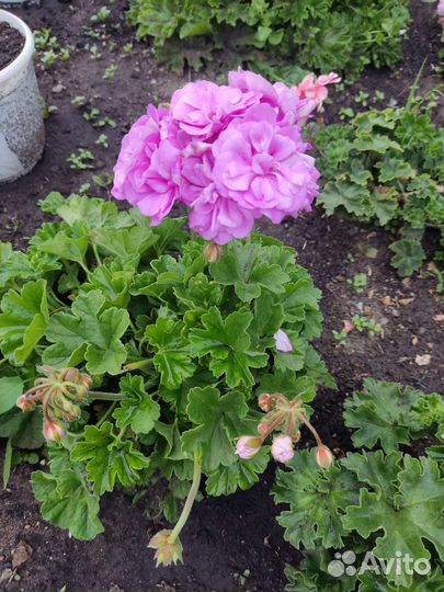 Пеларгония герань сортовая