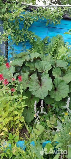 Многолетние садовые цветы