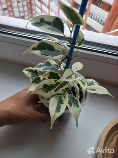 Фикус бенджамина пестролистный