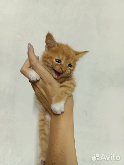 Кошечка в дар