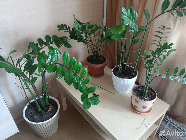 Замиокулькас