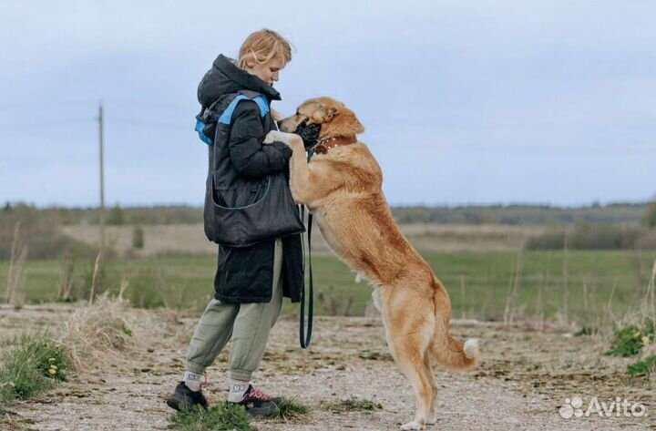 Дрессировка собак, зоопсихолог