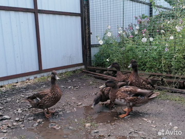 Подсадные утки Русские чубарые и дикоперые