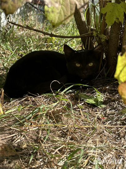 Котятки ищут дом