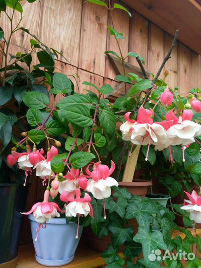 Гранат, плющ, хлорофитум