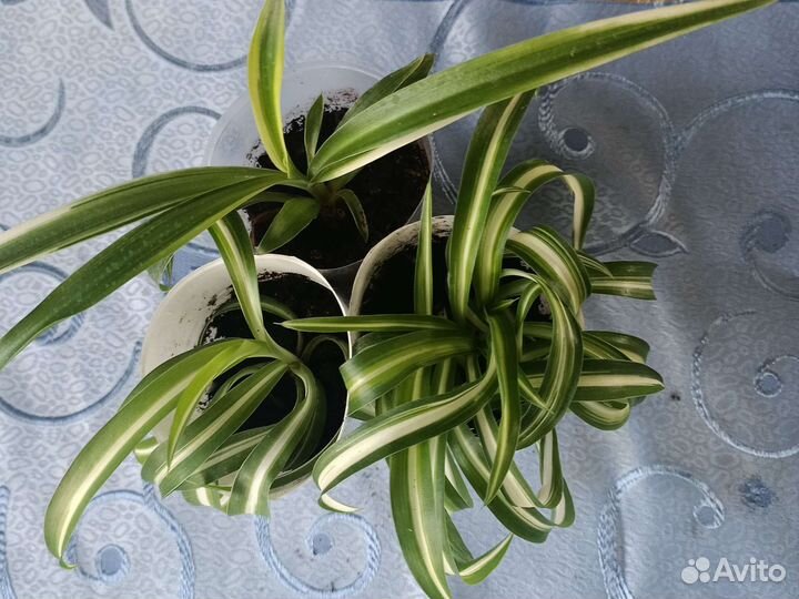 Комнатные цветы